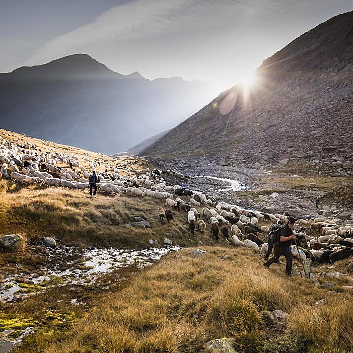 The transhumance in Maso Corto in Italy