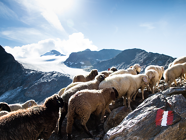 Alpine cattle drive: sheep crossing a mountain pass