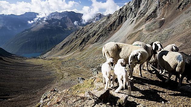 High altitude effects on farming: discover the transhumance