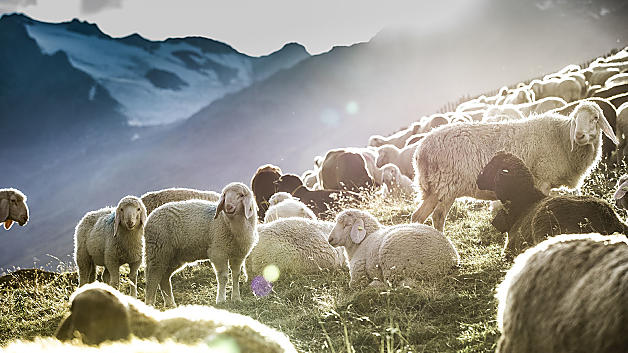 Experience the transhumance in Italy in Val Senales