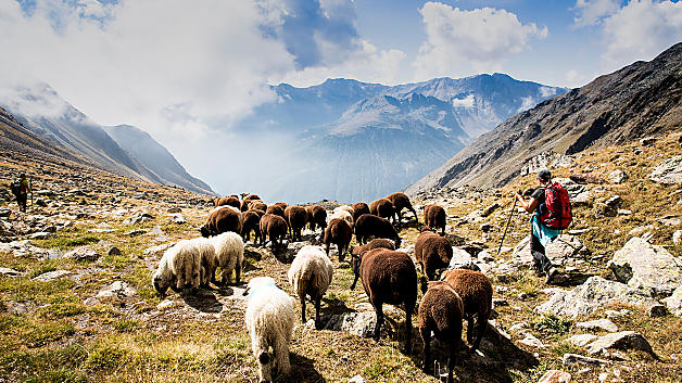 Sheep and shepherd doing the transhumance in Italy