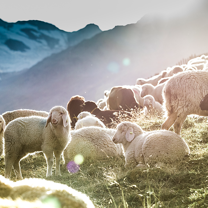 Alpine cattle drive with sheep in Val Senales