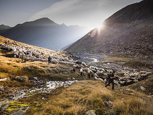 The transhumance in Maso Corto in Italy